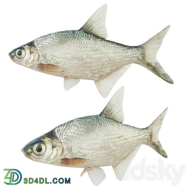 Abramis brama fish 3D Models