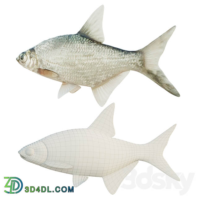 Abramis brama fish 3D Models