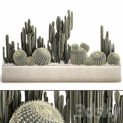 Plant collection 1097. Cacti Cereus Landscaping Pot Flowerpot Round Cactus Echinocactus Barrel cactus 3D Models 