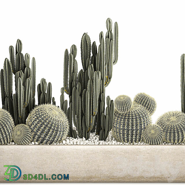 Plant collection 1097. Cacti Cereus Landscaping Pot Flowerpot Round Cactus Echinocactus Barrel cactus 3D Models