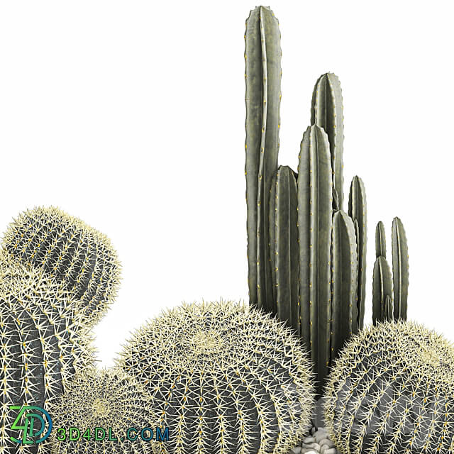 Plant collection 1097. Cacti Cereus Landscaping Pot Flowerpot Round Cactus Echinocactus Barrel cactus 3D Models