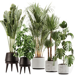 indoor plant Set 13 3D Models 
