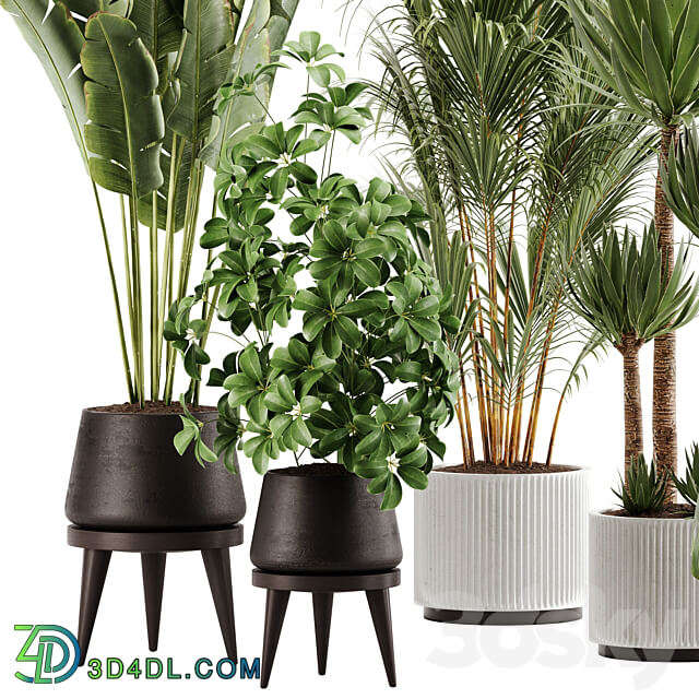 indoor plant Set 13 3D Models