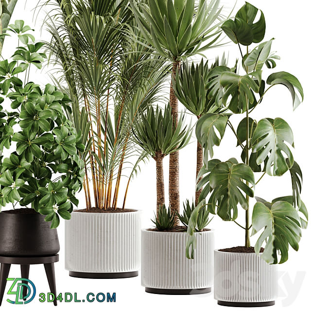 indoor plant Set 13 3D Models