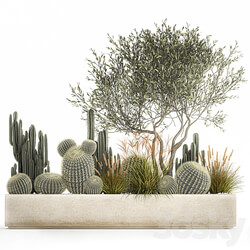 Plant collection 1105. cacti reeds tree olive olive cereus trichocereus echinocactus hedgehog cactus Barrel cactus landscape design 3D Models 