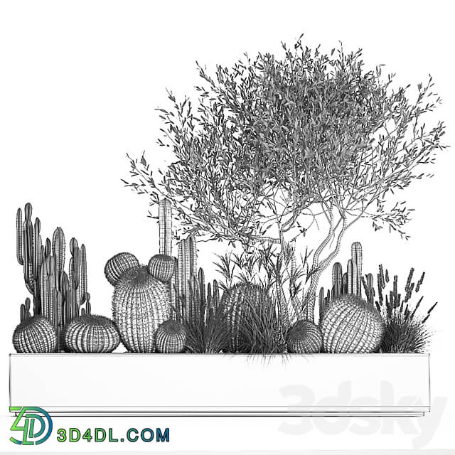 Plant collection 1105. cacti reeds tree olive olive cereus trichocereus echinocactus hedgehog cactus Barrel cactus landscape design 3D Models