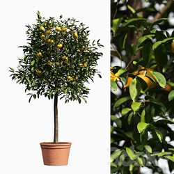 lemon bushes 3D Models 