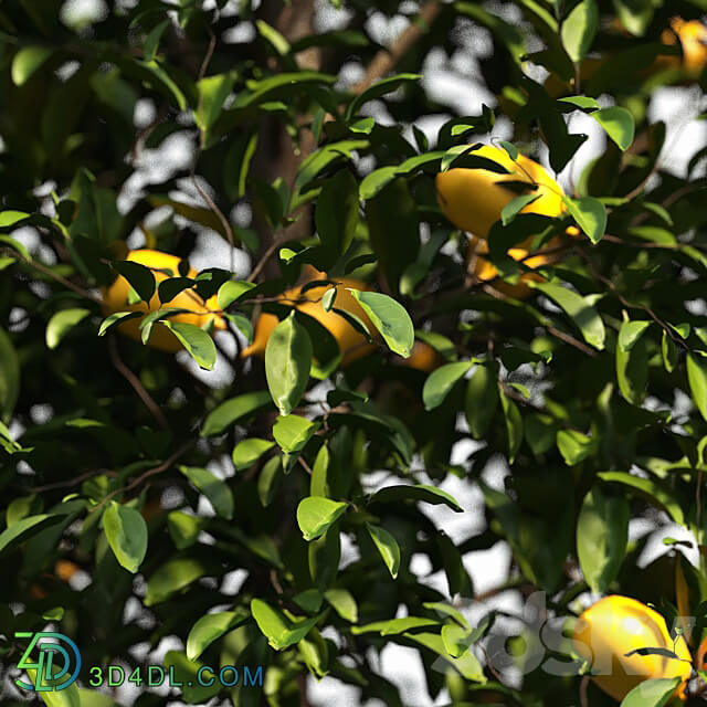 lemon bushes 3D Models