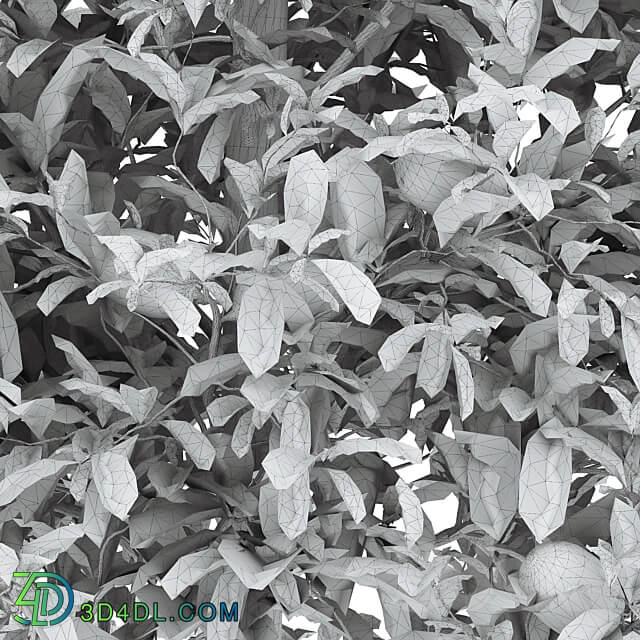 lemon bushes 3D Models