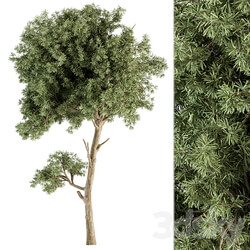 Small Tree Green Maple Needle Set 71 3D Models 