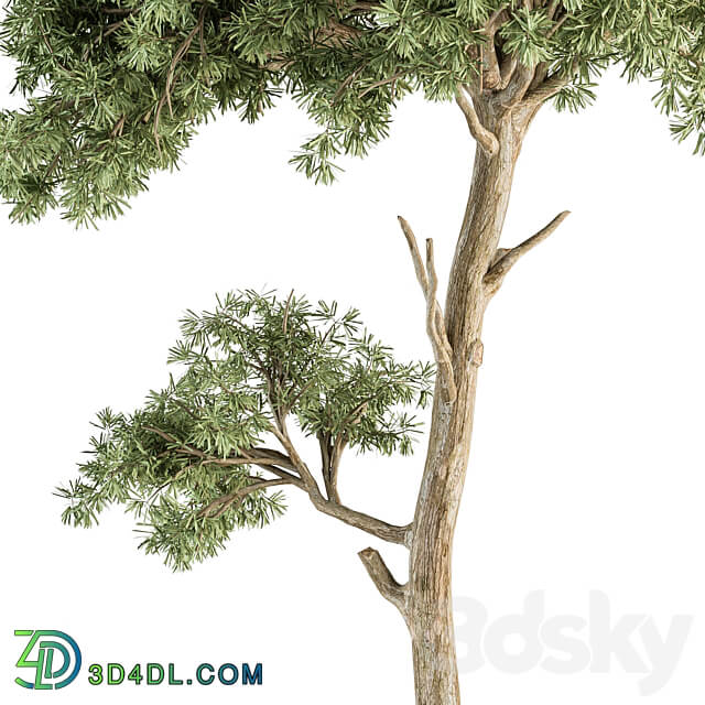 Small Tree Green Maple Needle Set 71 3D Models