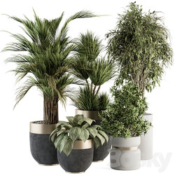 indoor Plant Set 362 Tree and Plant Set in Black and Gray pot 3D Models 