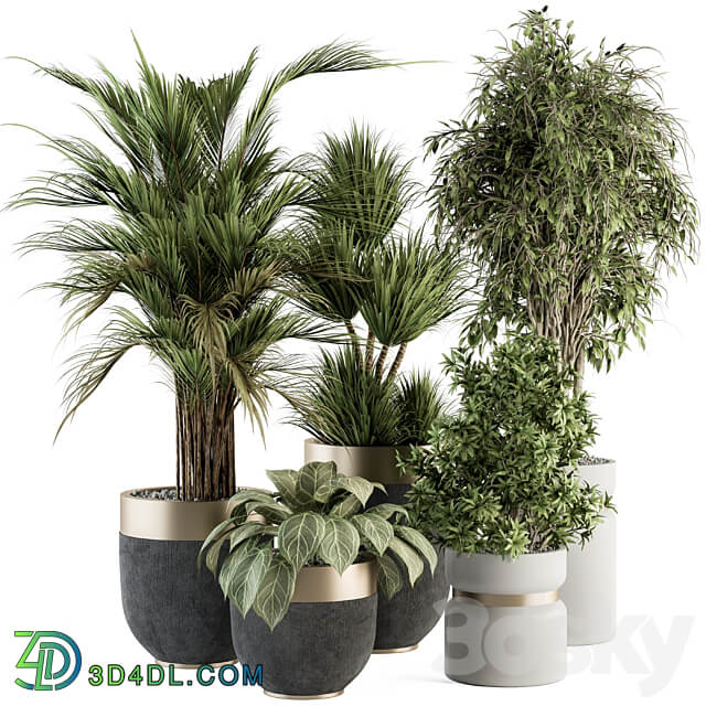 indoor Plant Set 362 Tree and Plant Set in Black and Gray pot 3D Models