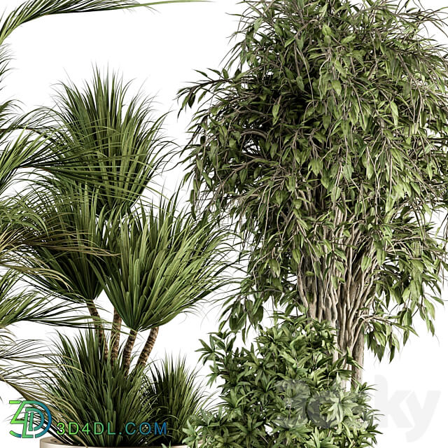 indoor Plant Set 362 Tree and Plant Set in Black and Gray pot 3D Models