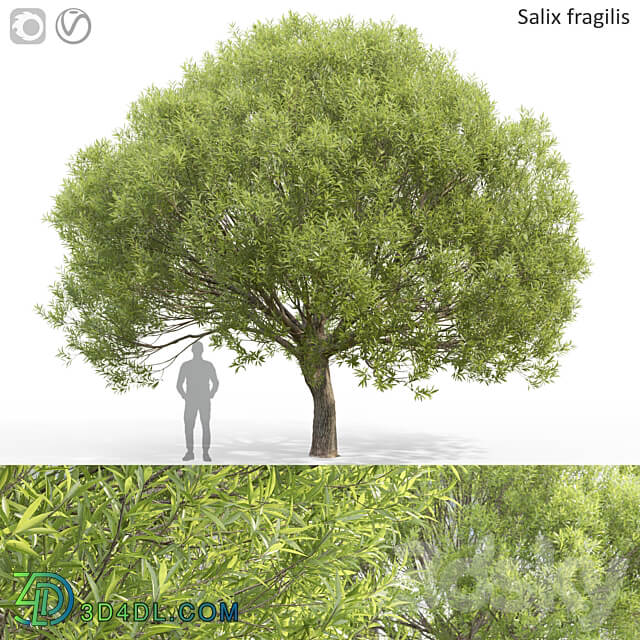 Willow 3D Models