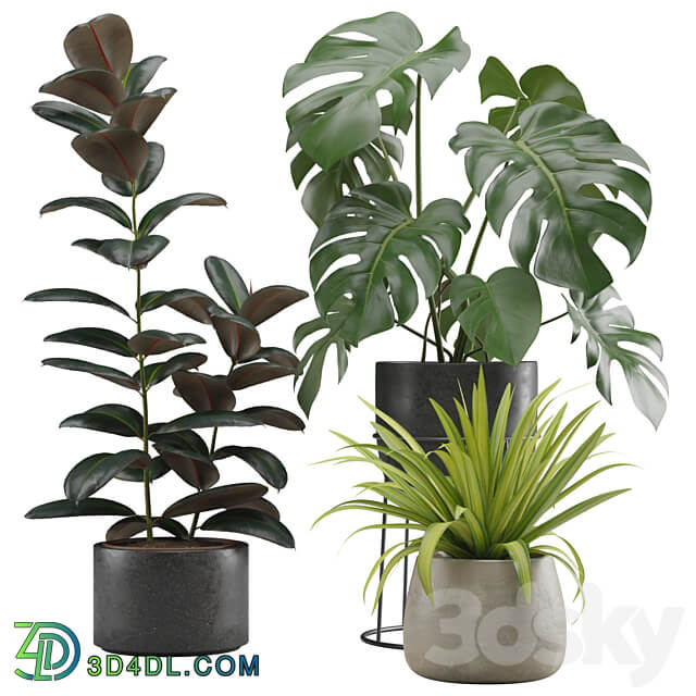 Indoor Plants Pack 15 3D Models