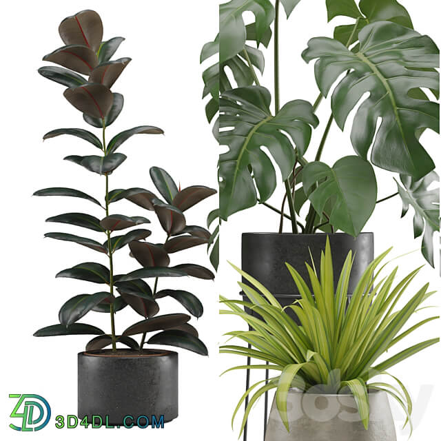 Indoor Plants Pack 15 3D Models