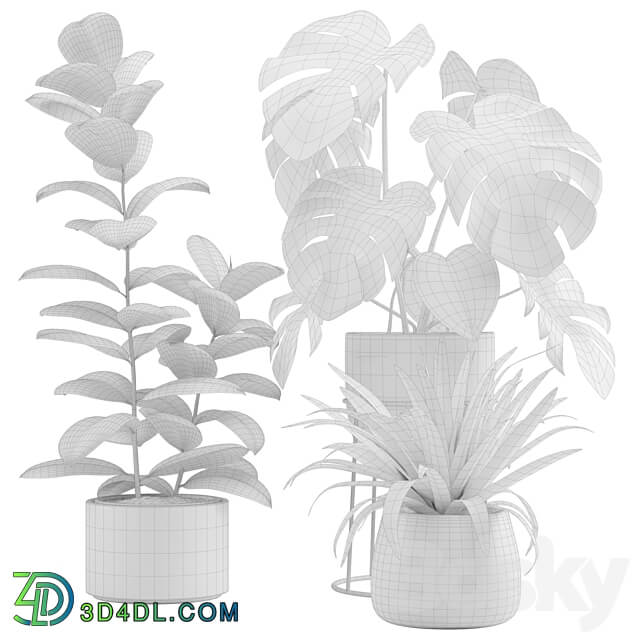 Indoor Plants Pack 15 3D Models