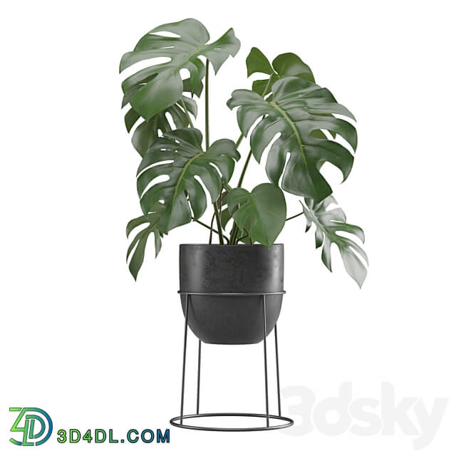 Indoor Plants Pack 15 3D Models