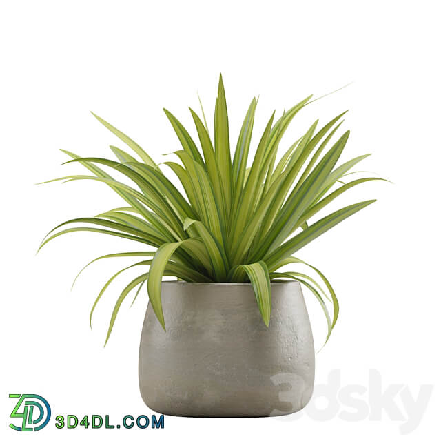 Indoor Plants Pack 15 3D Models