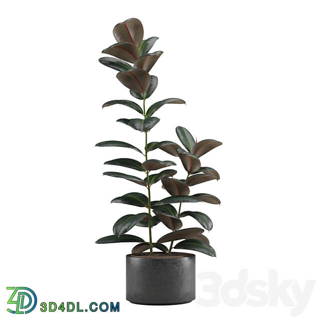 Indoor Plants Pack 15 3D Models