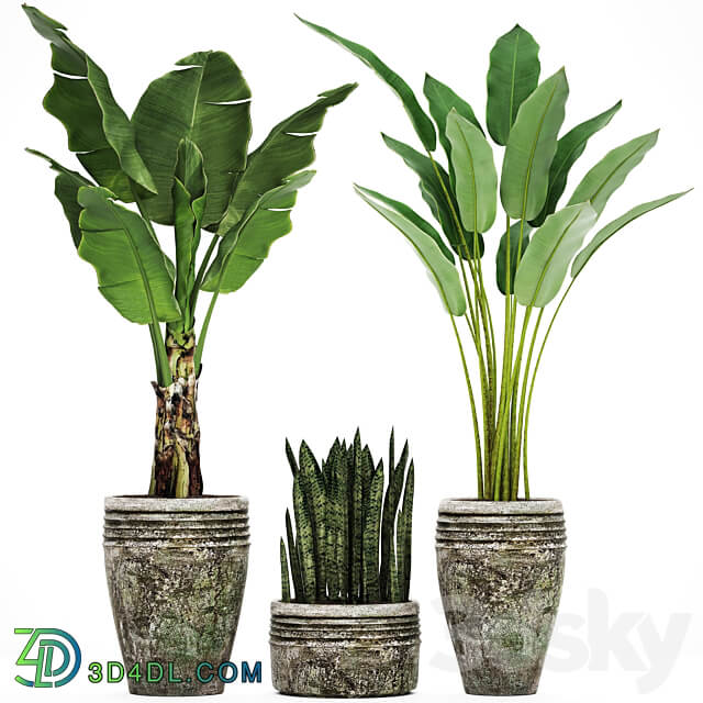 Collection of plants in pots 37. banana bush strelitzia sansevieria outdoor pot flowerpot 3D Models