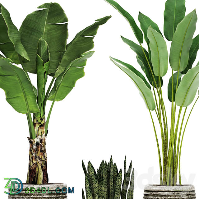 Collection of plants in pots 37. banana bush strelitzia sansevieria outdoor pot flowerpot 3D Models