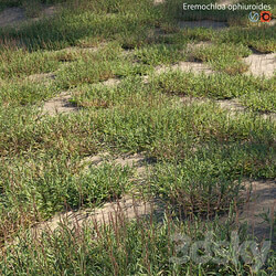 Eremochloa ophiuroides wild 3D Models 