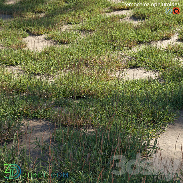 Eremochloa ophiuroides wild 3D Models