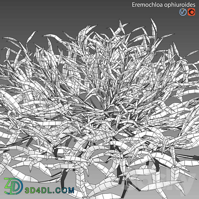 Eremochloa ophiuroides wild 3D Models