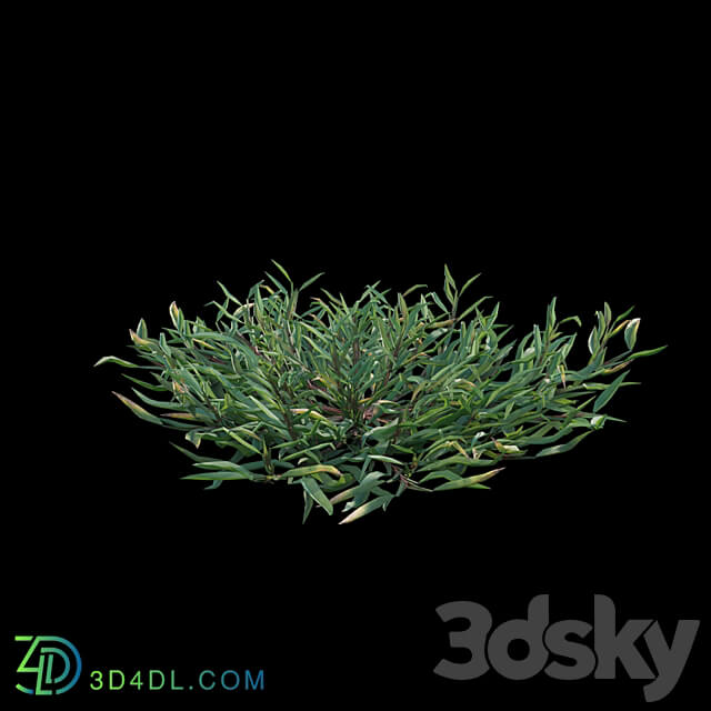 Eremochloa ophiuroides wild 3D Models