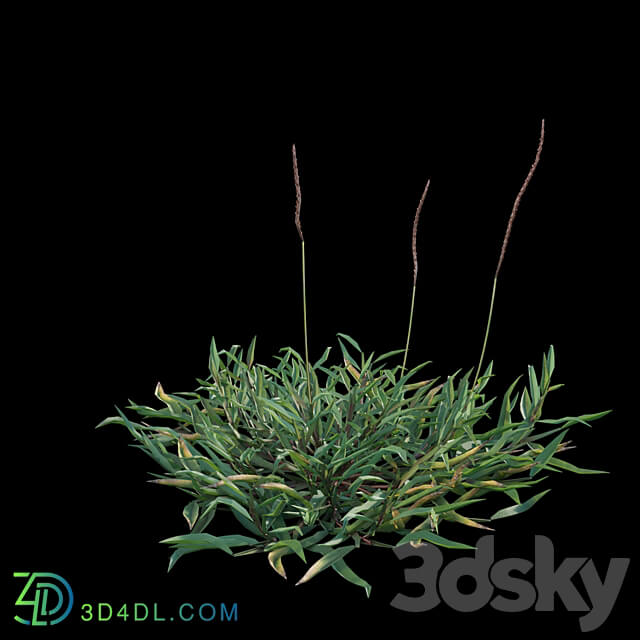 Eremochloa ophiuroides wild 3D Models