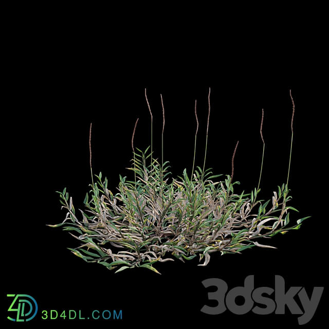 Eremochloa ophiuroides wild 3D Models