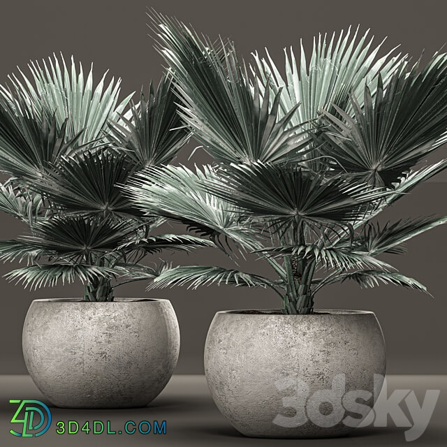 Bismarckia nobilis 2. fan palm blue palm brachea bismarckia concrete flowerpot 3D Models