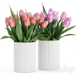 Flower Pack 250C Tulips 3D Models 