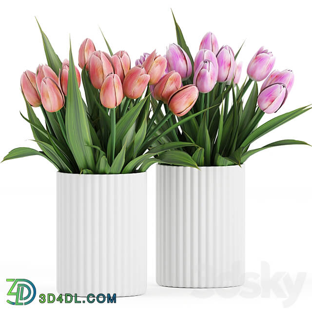 Flower Pack 250C Tulips 3D Models