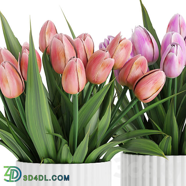 Flower Pack 250C Tulips 3D Models