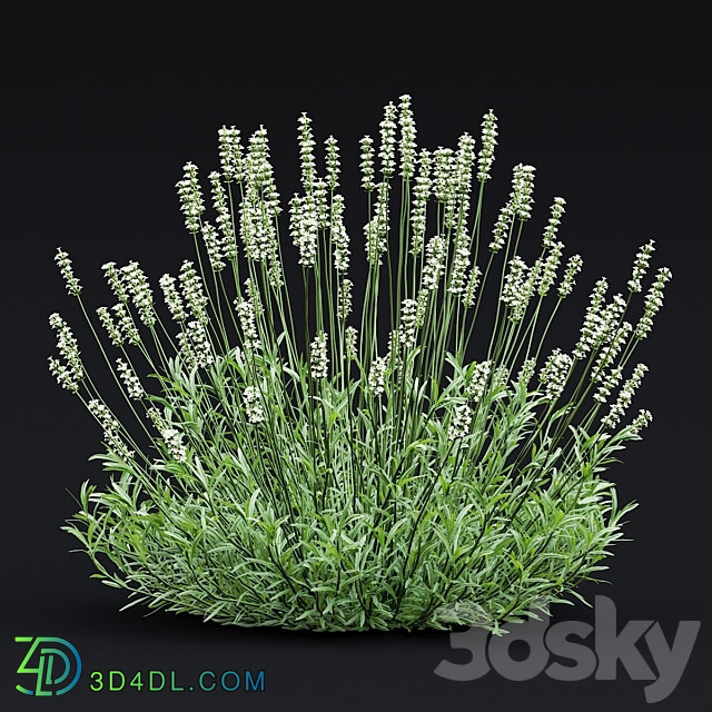 Lavender angustifolia flowers Lavandula angustifolia Alba 3D Models