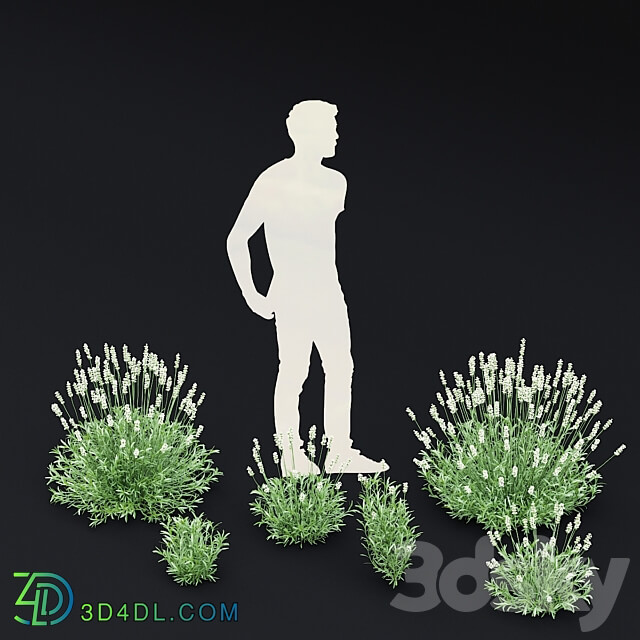 Lavender angustifolia flowers Lavandula angustifolia Alba 3D Models