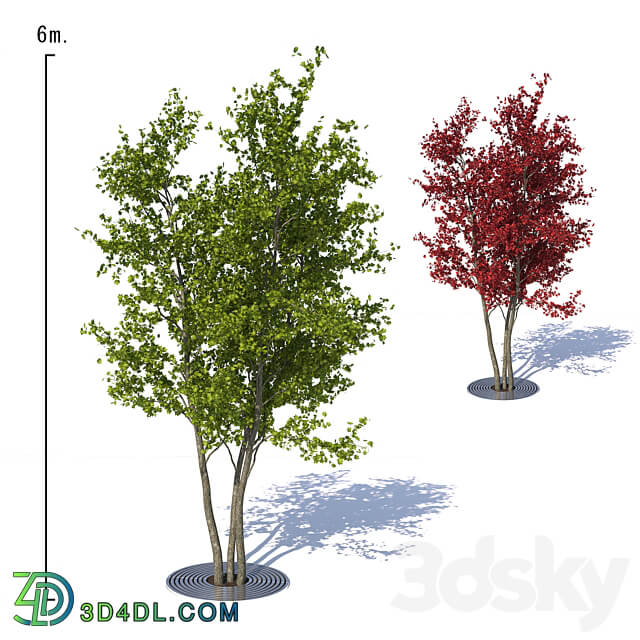 Urban Maple 3D Models