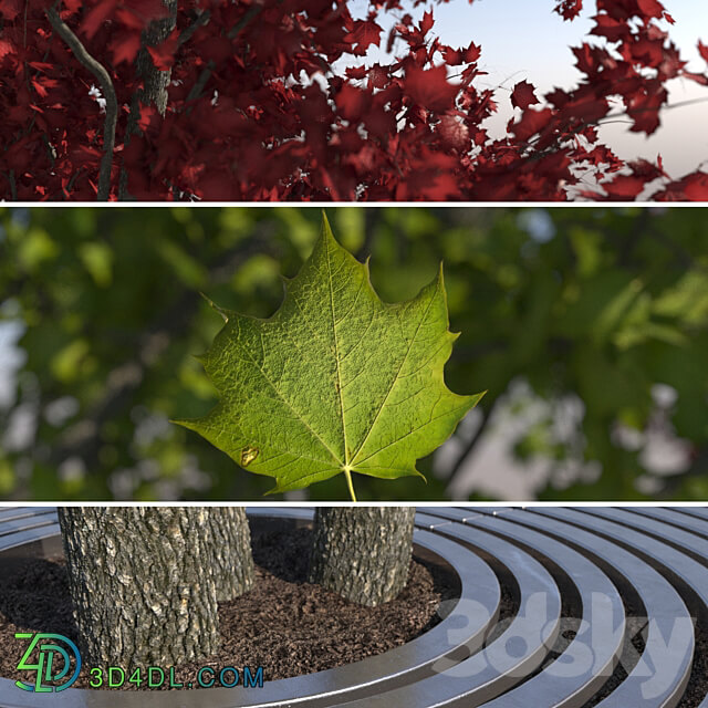 Urban Maple 3D Models