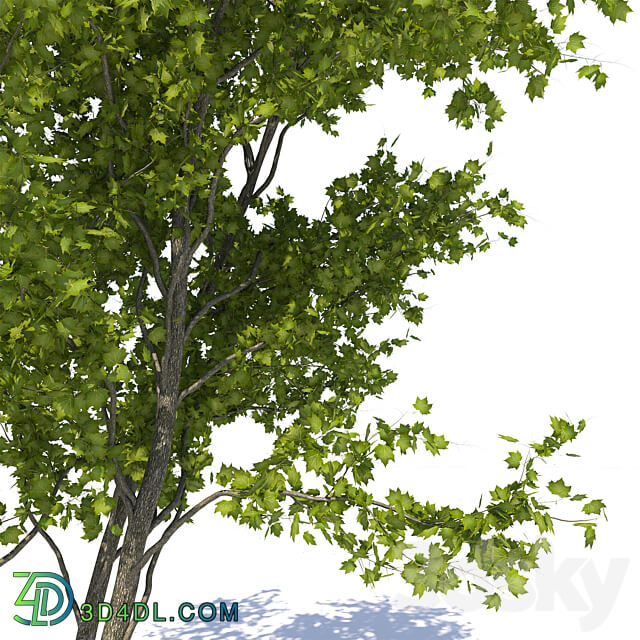 Urban Maple 3D Models