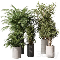 indoor Plant Set 386 Tree and Plant Set in pot 3D Models 