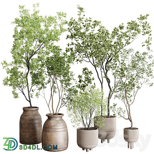 collection indoor plant 227 3D Models