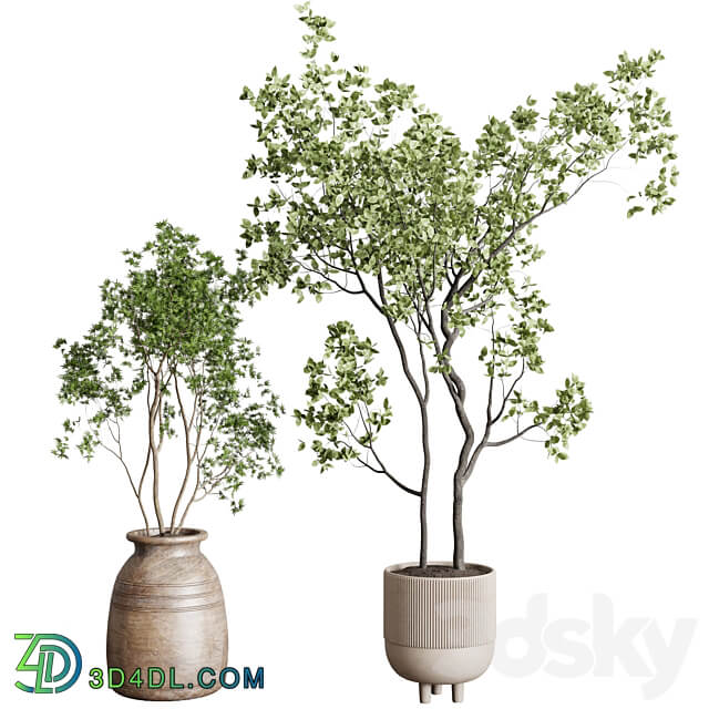 collection indoor plant 227 3D Models