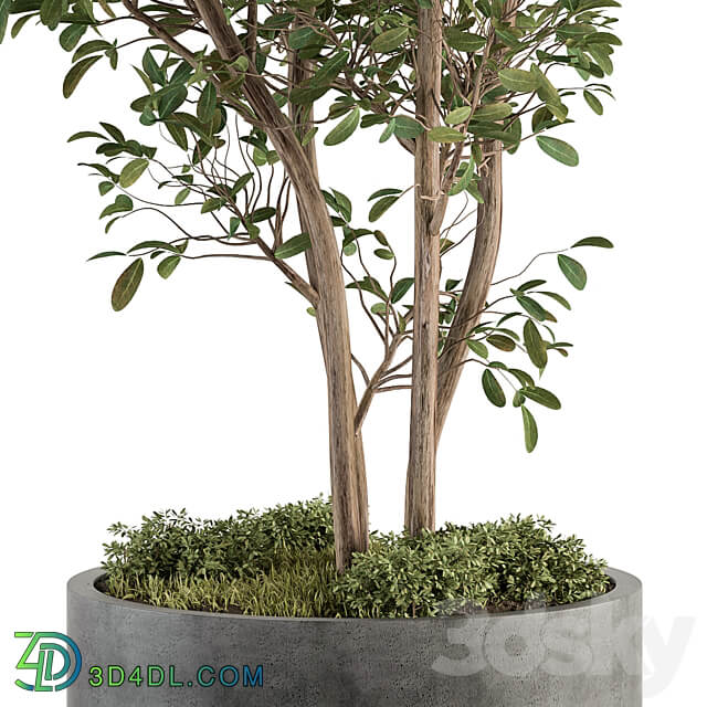 Outdoor Plant Set 405 Plant Set in Concrete Pot 3D Models