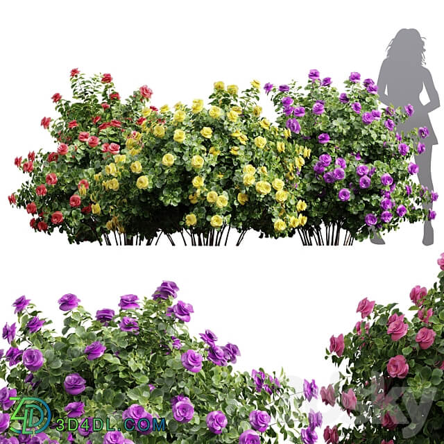 New Plant High detail Climbing Roses 3D Models