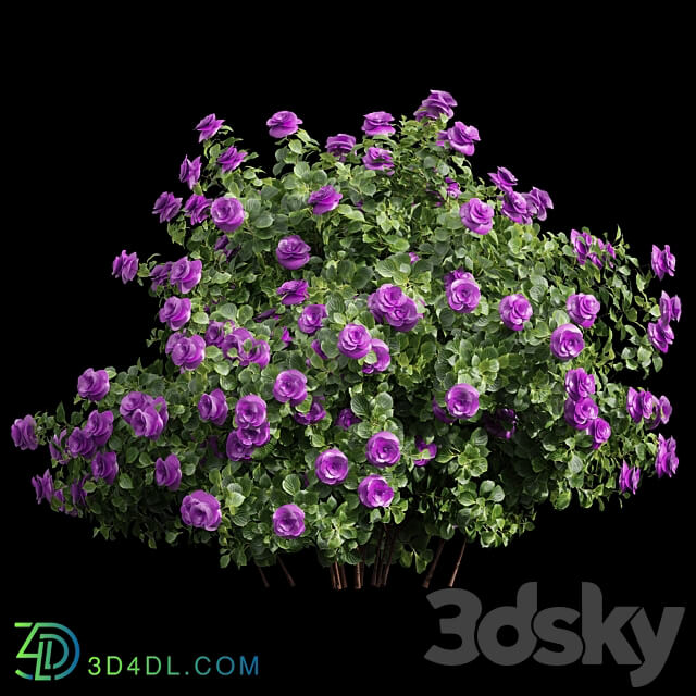 New Plant High detail Climbing Roses 3D Models