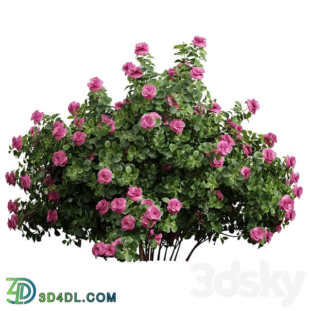 New Plant High detail Climbing Roses 3D Models