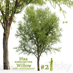 Willow Salix matsudana 2 3D Models 